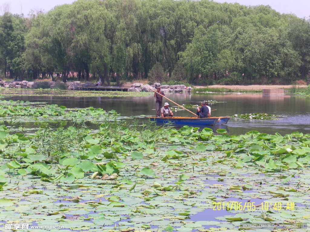 荷塘一景