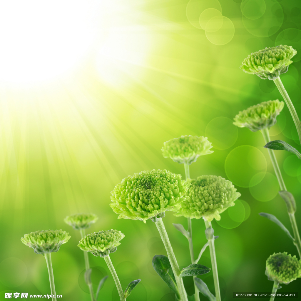 梦幻菊花绿色背景