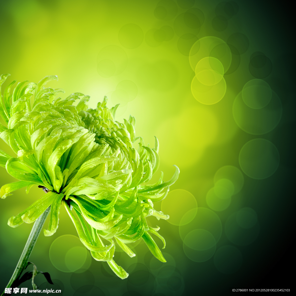 梦幻菊花绿色背景