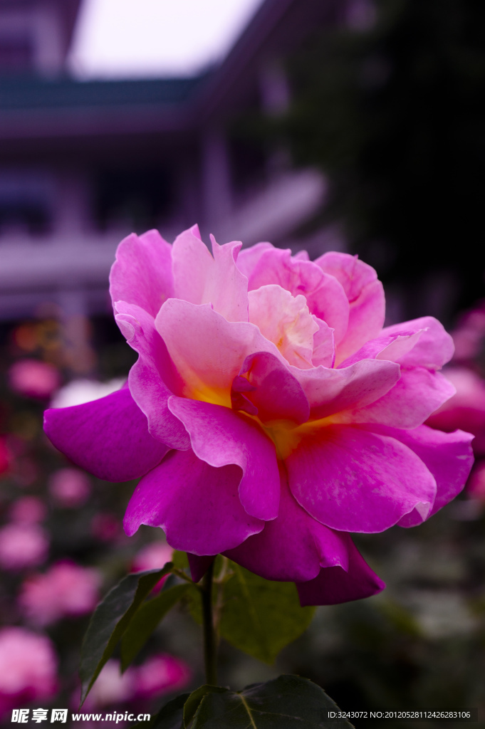 月季花