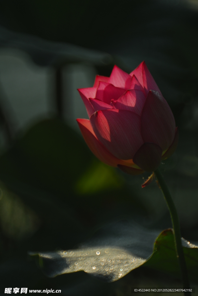 红色荷花