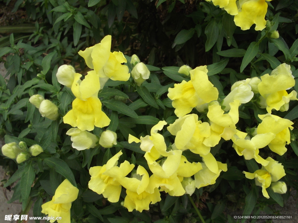 小黄花