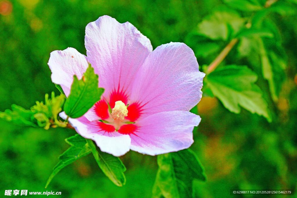 木槿花