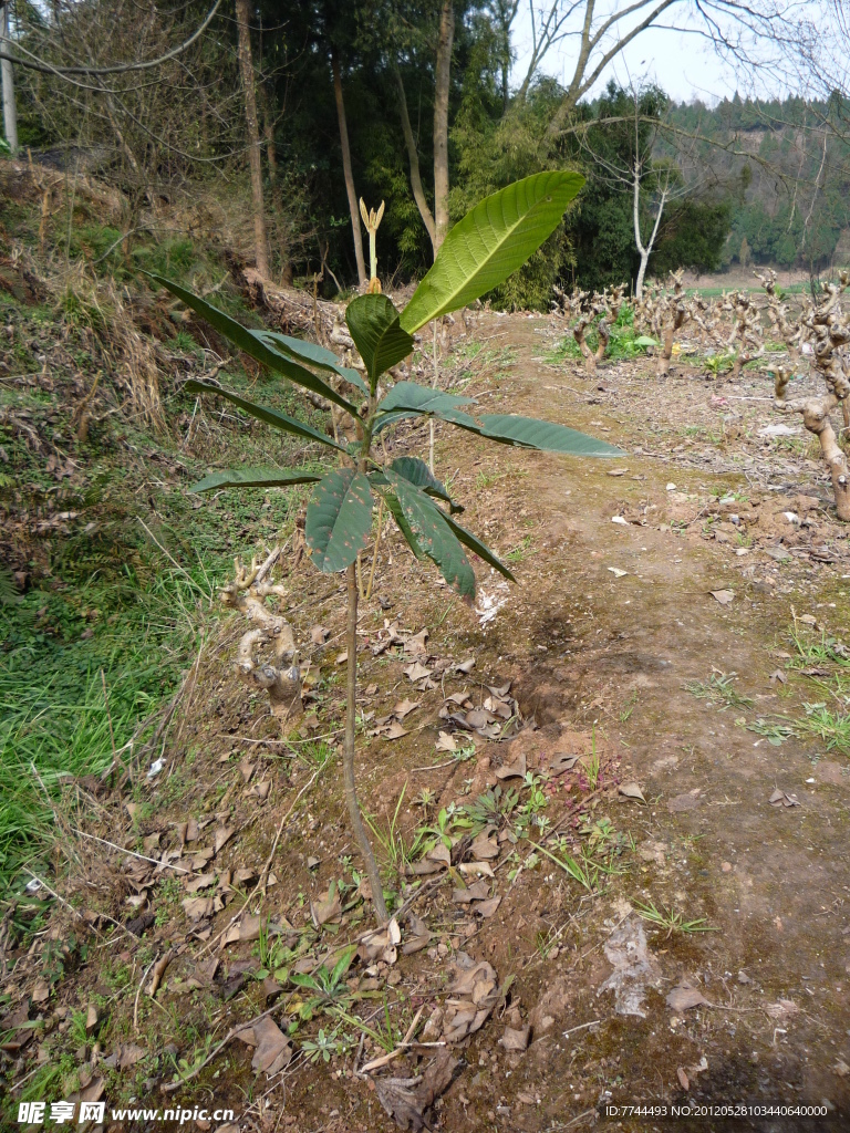 乡间的小枇杷树