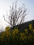 蓝天莉花
