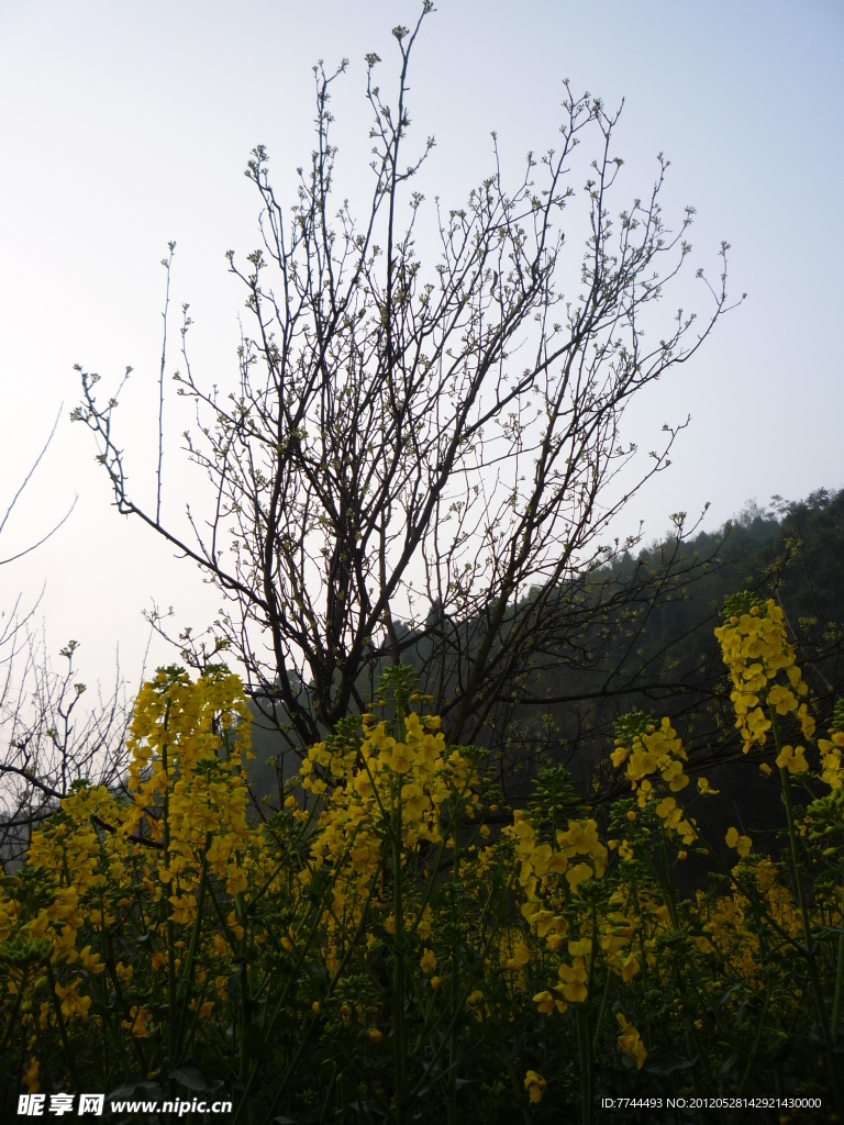 蓝天莉花