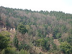 满山柏树