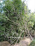 核桃树