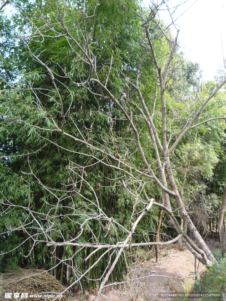 核桃树