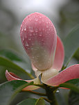 玉兰花