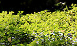 绿色植物