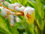 花叶良姜