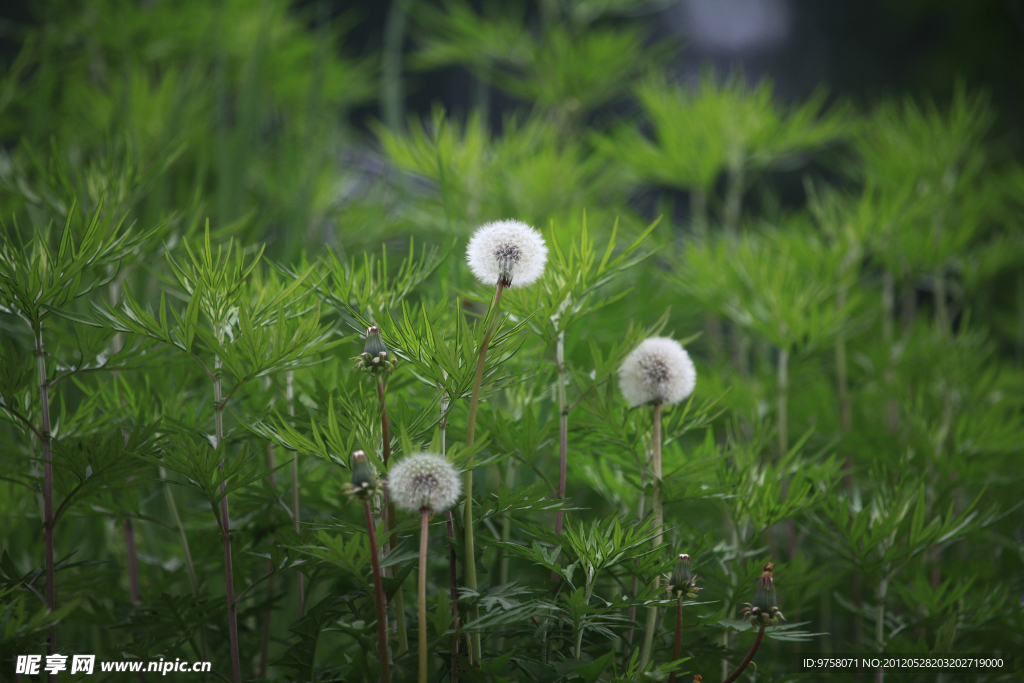 蒲公英与绿草