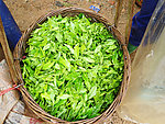 新茶