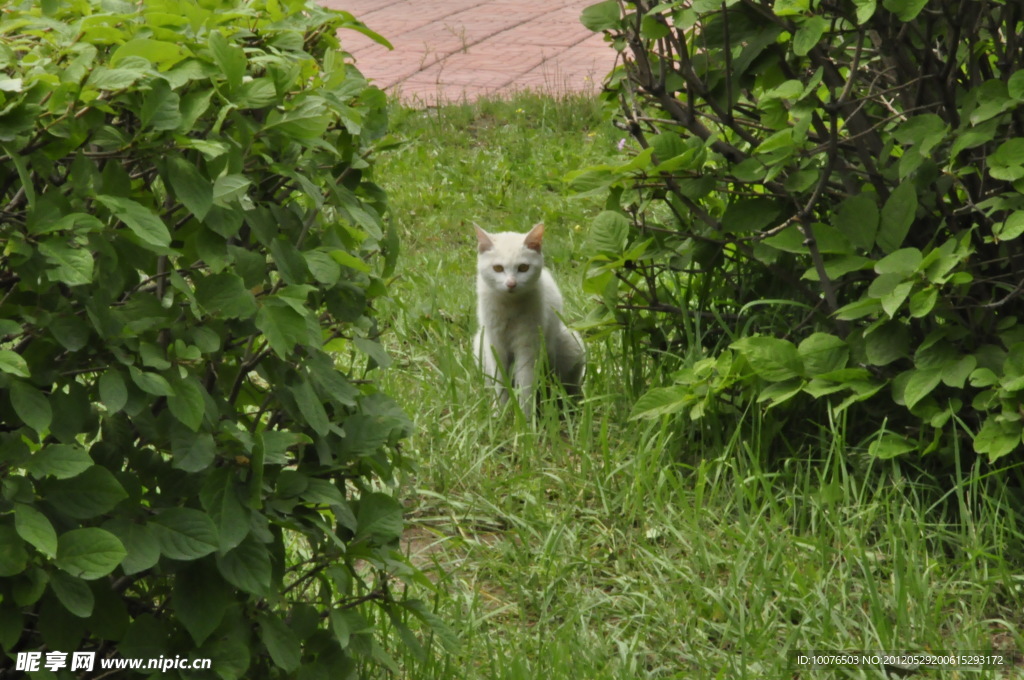 小猫