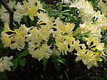 黄色花卉