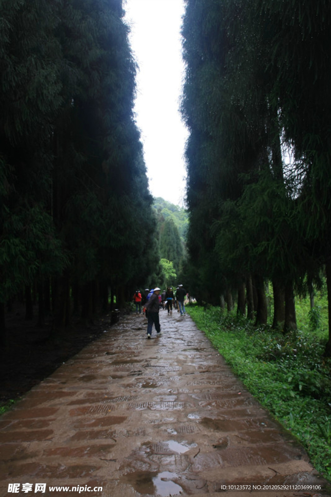 林阴山道