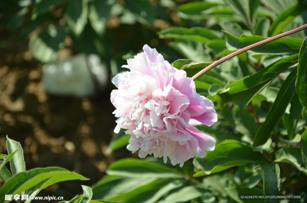 芍药花