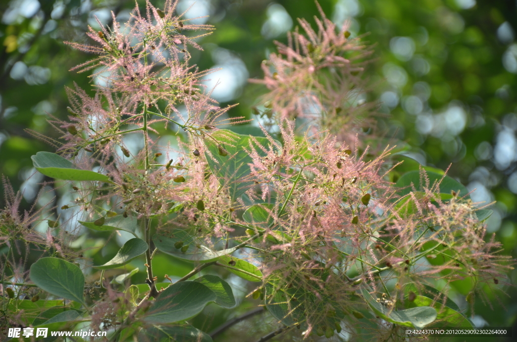 黄栌树花