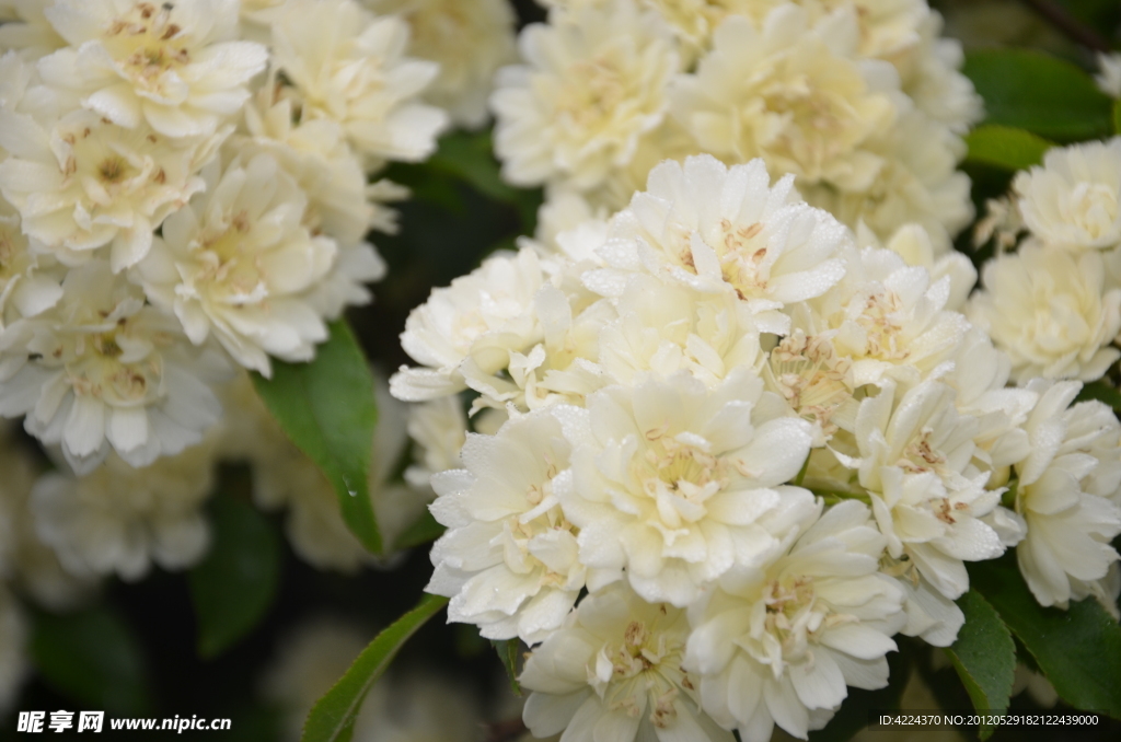 木香花