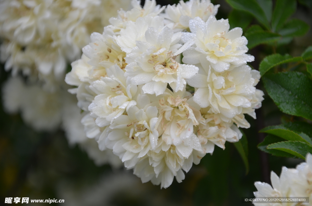 木香花