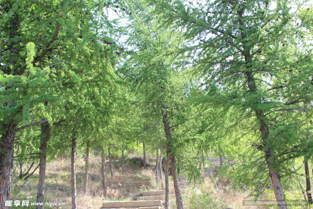 松间小路