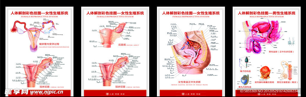 男女生殖系统挂图