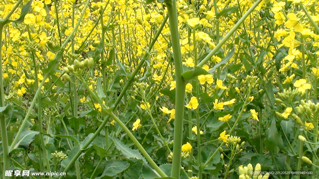 油菜花