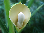 春羽 花