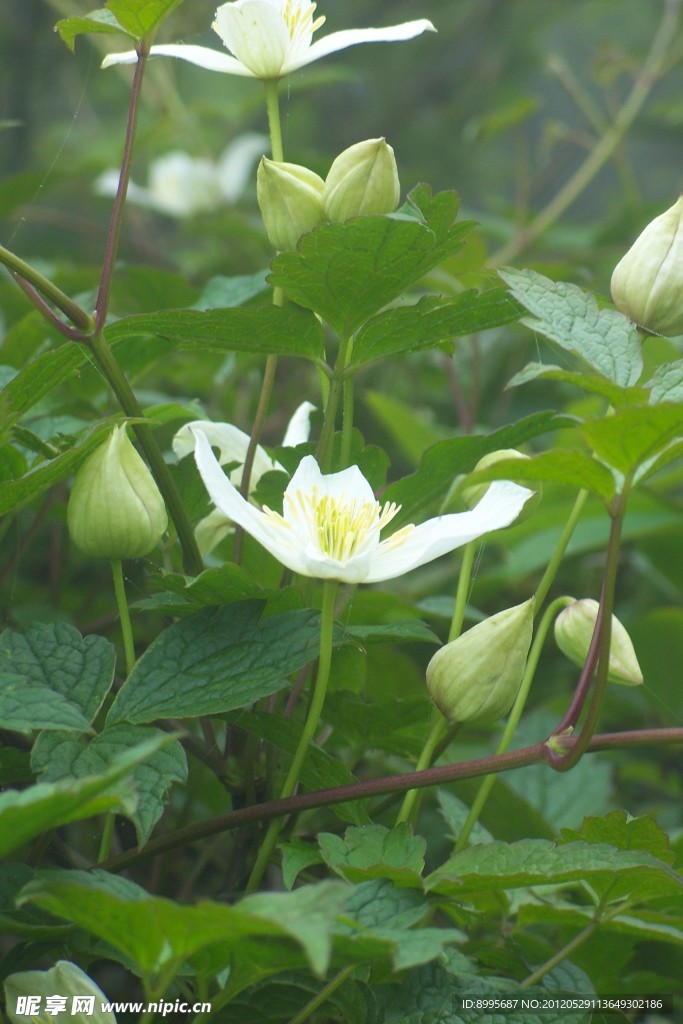 绿叶衬白花