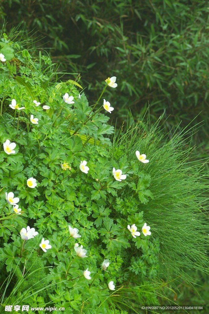 小白花