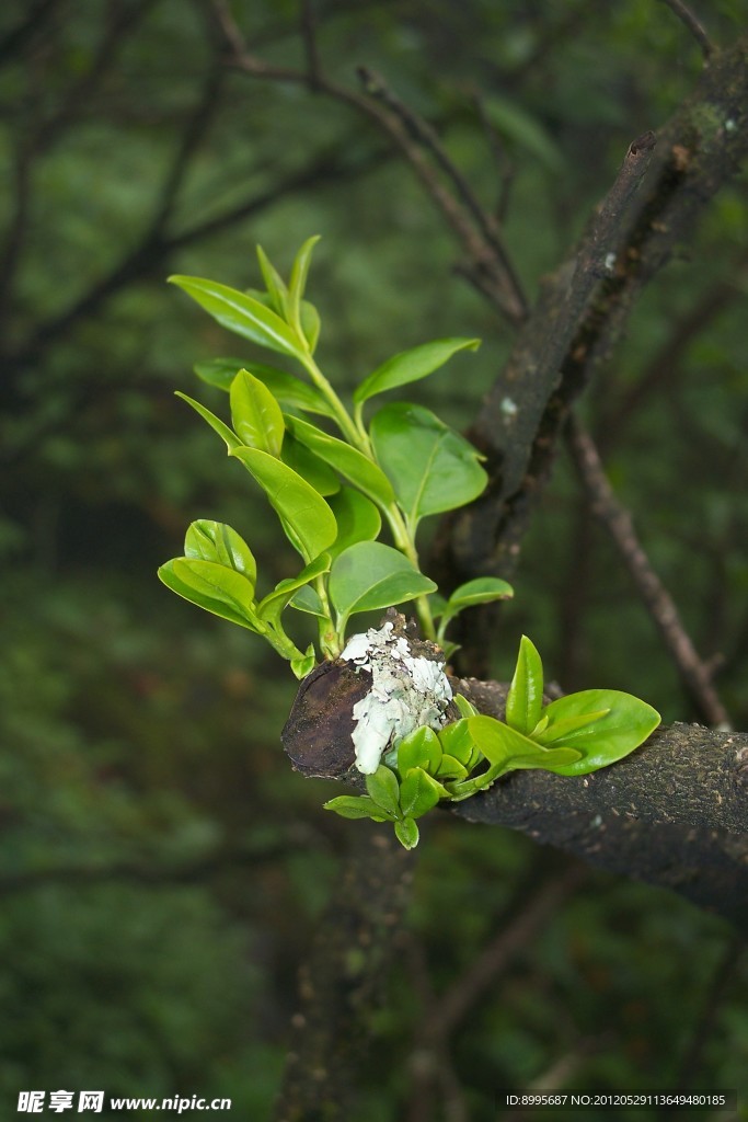 新芽 绿树芽
