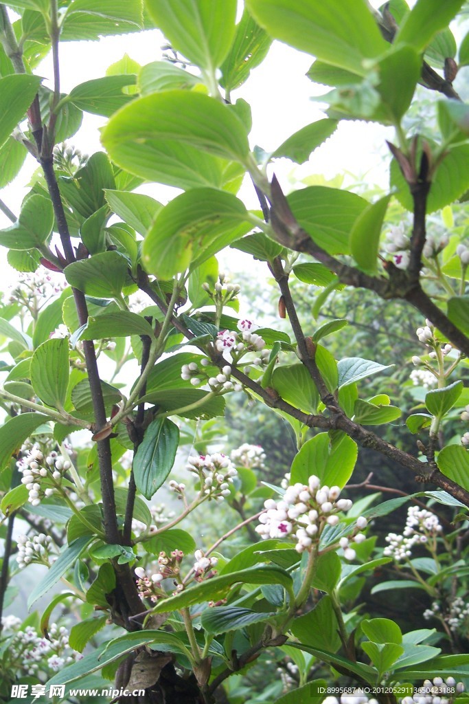 绿树芽