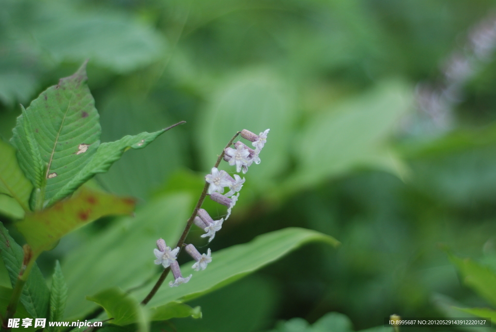 绿叶衬白花