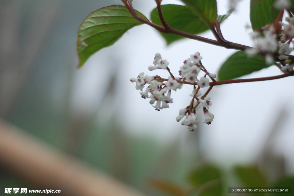 绿叶衬白花