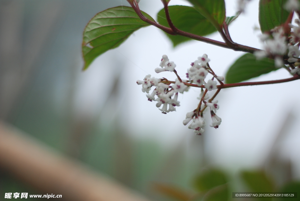 绿叶衬白花