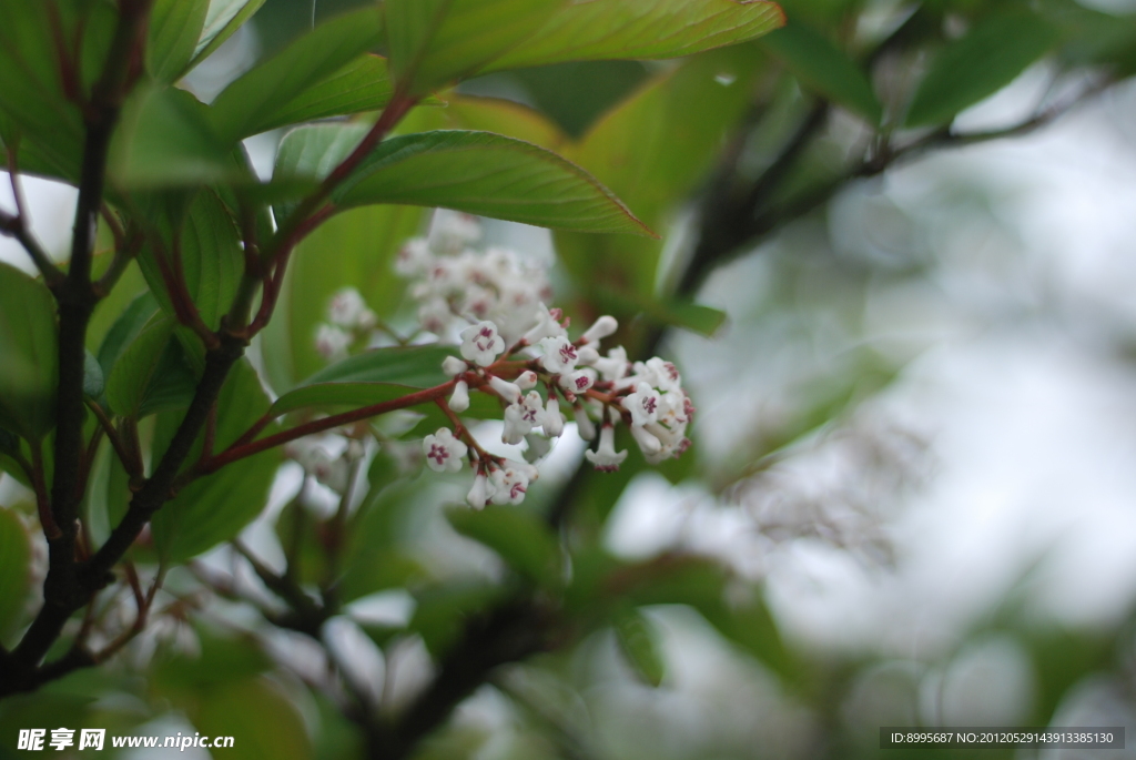 绿叶衬白花