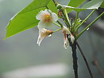 雨后花娇