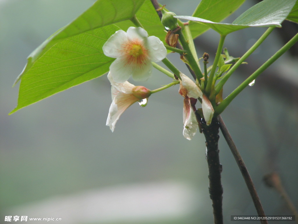 雨后花娇