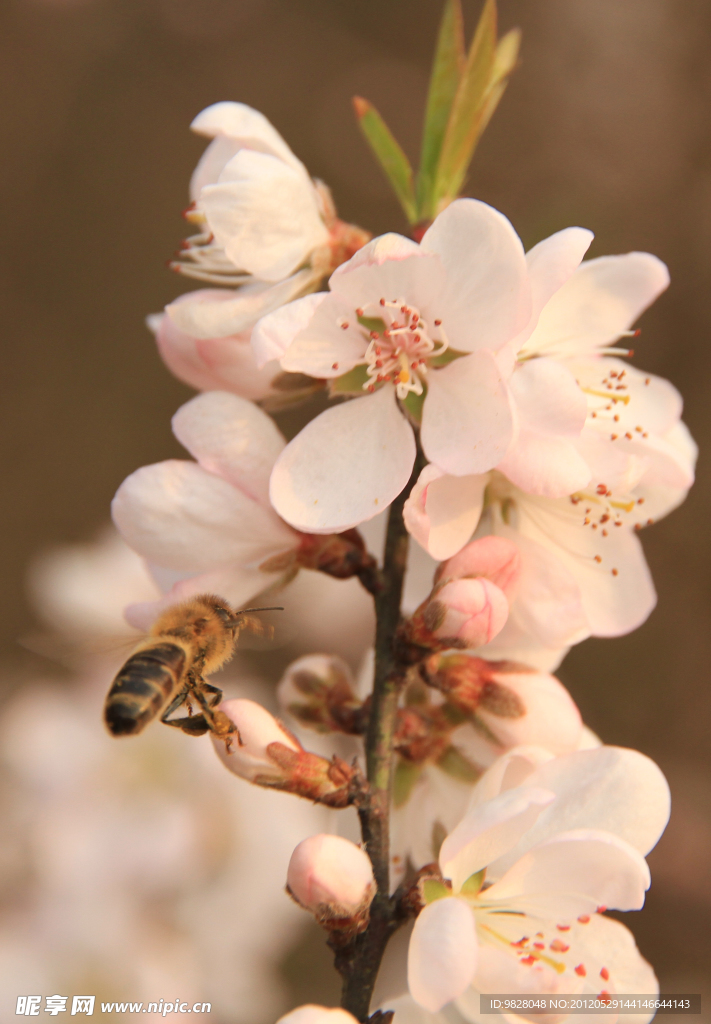 蜂采花蜜