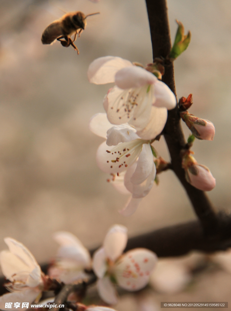 蜂花之恋