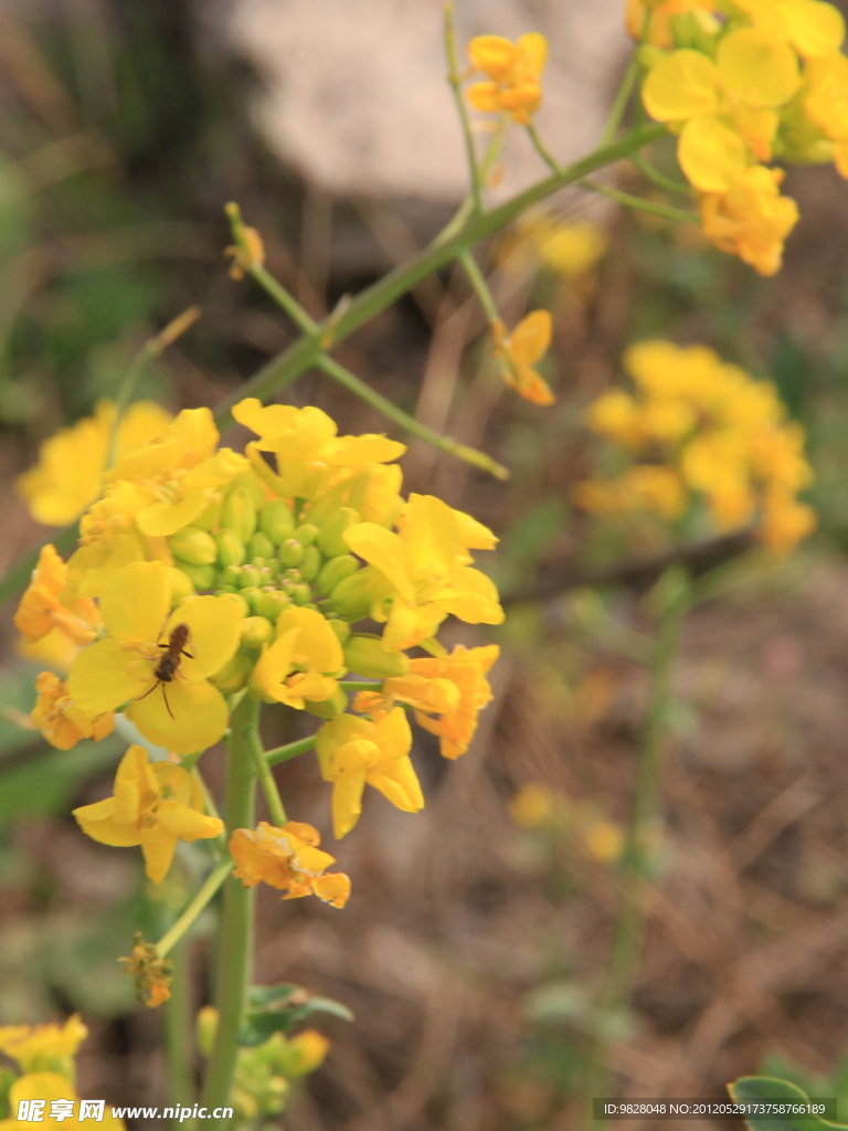 油菜花