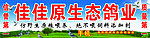 原生态鸽业