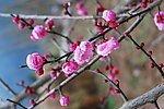 梅花