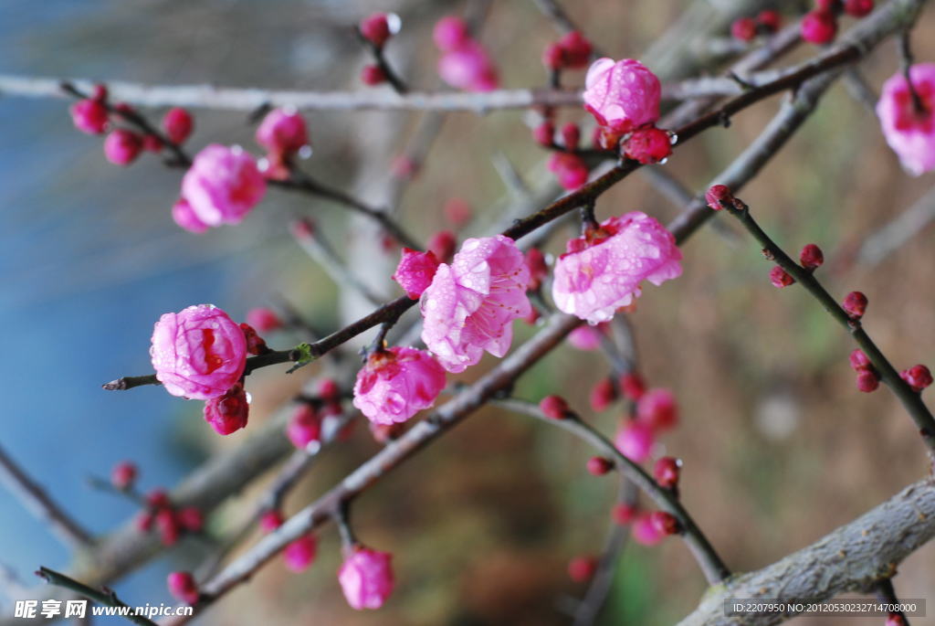 梅花