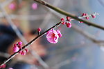梅花