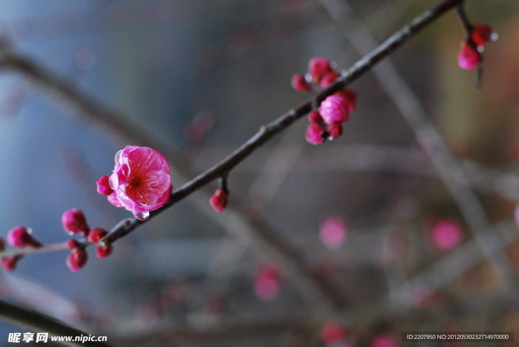 梅花