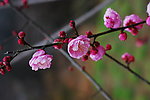 梅花