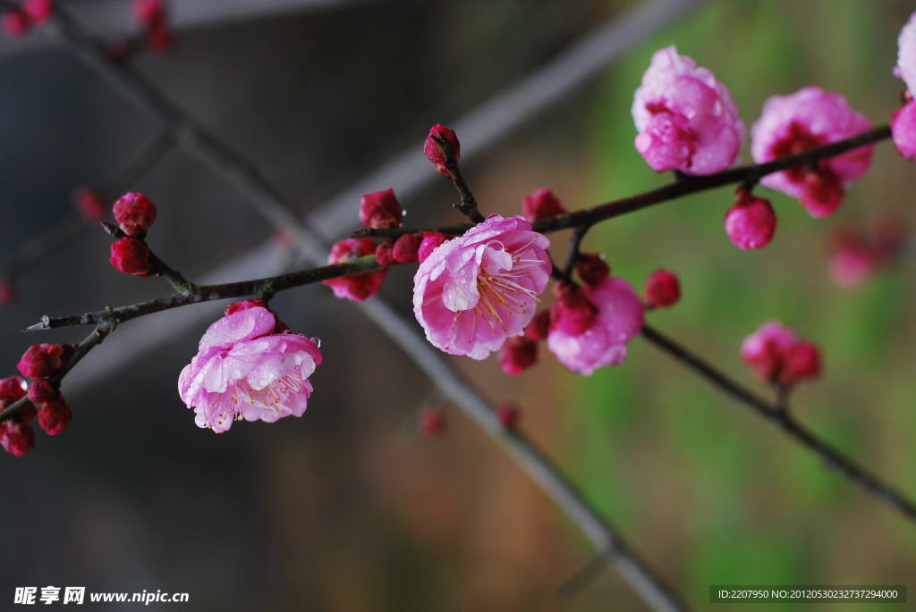梅花