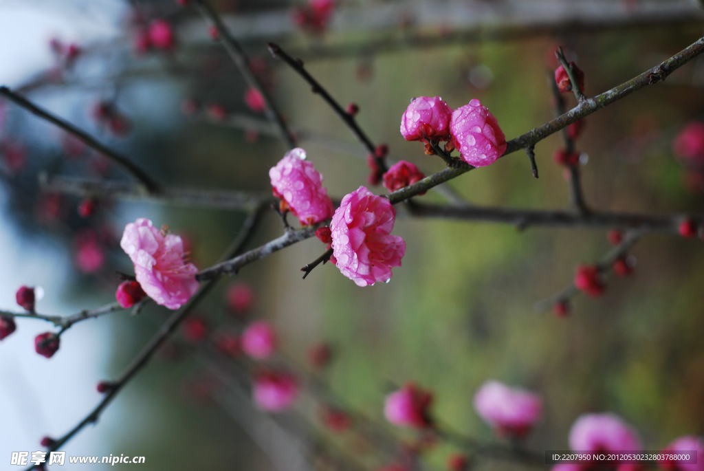 梅花